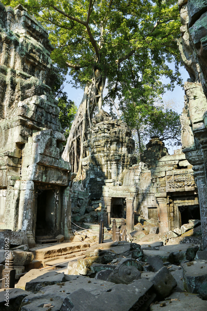 Trees and roots growing in the middle of wall and temple in Angkor wat ,archaeologic park ,Cambodia