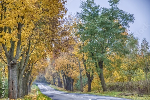 Fototapeta Naklejka Na Ścianę i Meble -  jesienna droga z drzewami o złotych liściach i wypełnionymi liśćmi rowami