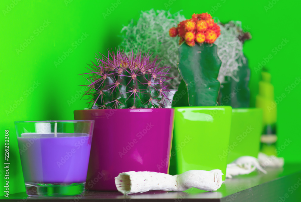 Cactus flowers on the shelf, green wall Cactus flowers on the shelf, green wall