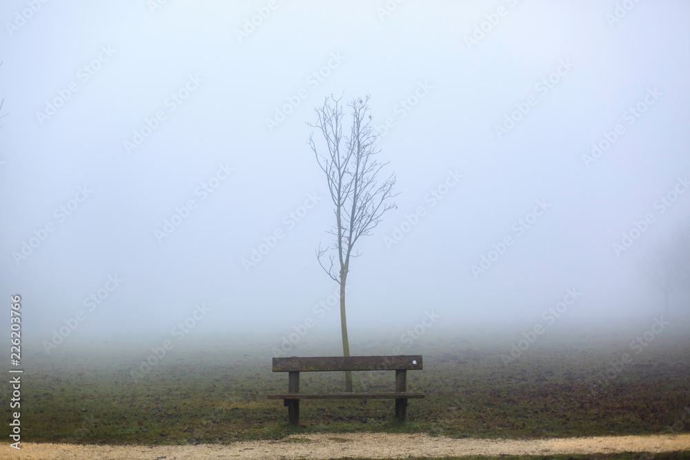 Albero avvolto nella nebbia in inverno