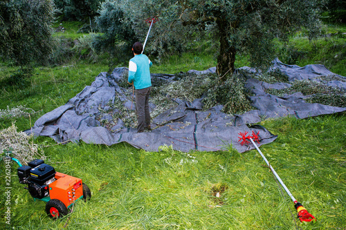 Olive harvesting in Kalamata, Peloponnese region, southwestern Greece.