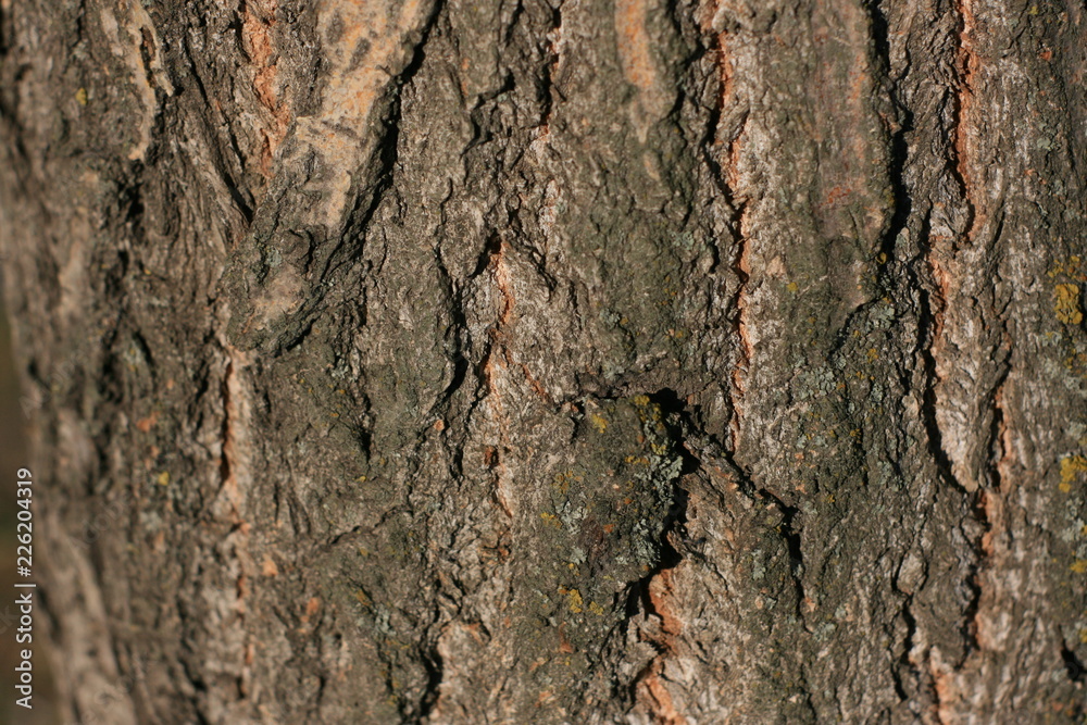 bark tree