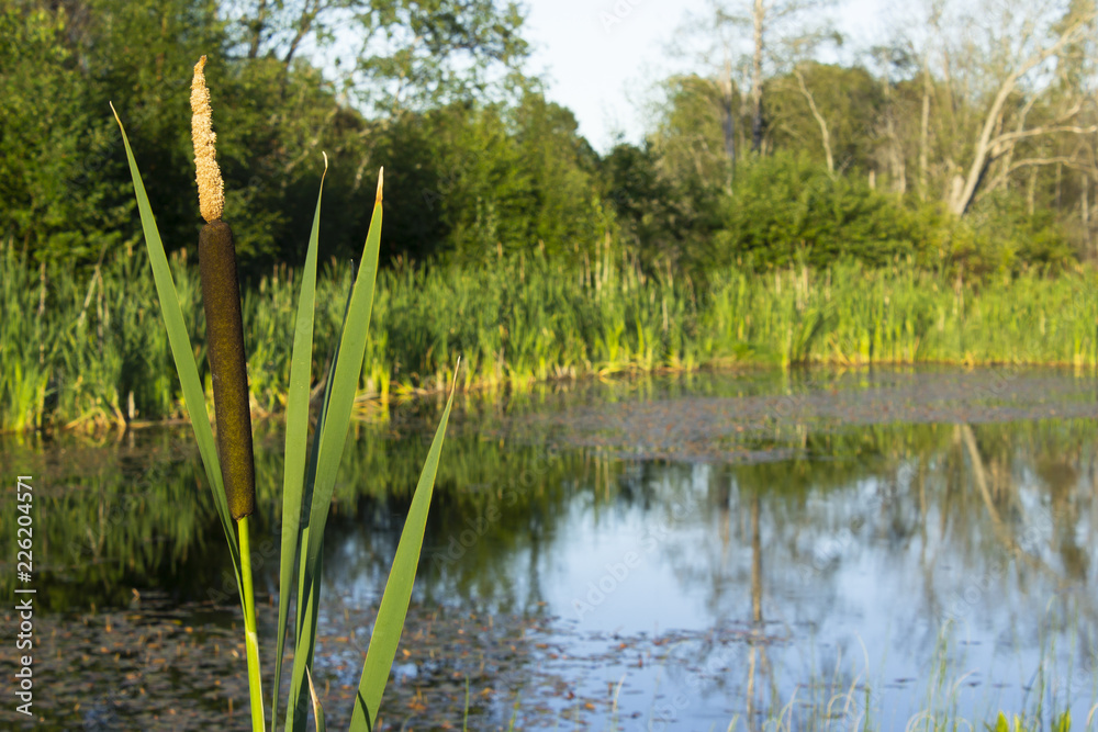 Obraz premium Typha latifolia in small pond. Water reflecting trees in the background.