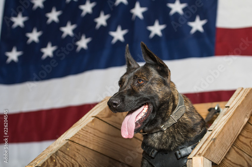 Dutch Shepherd dog