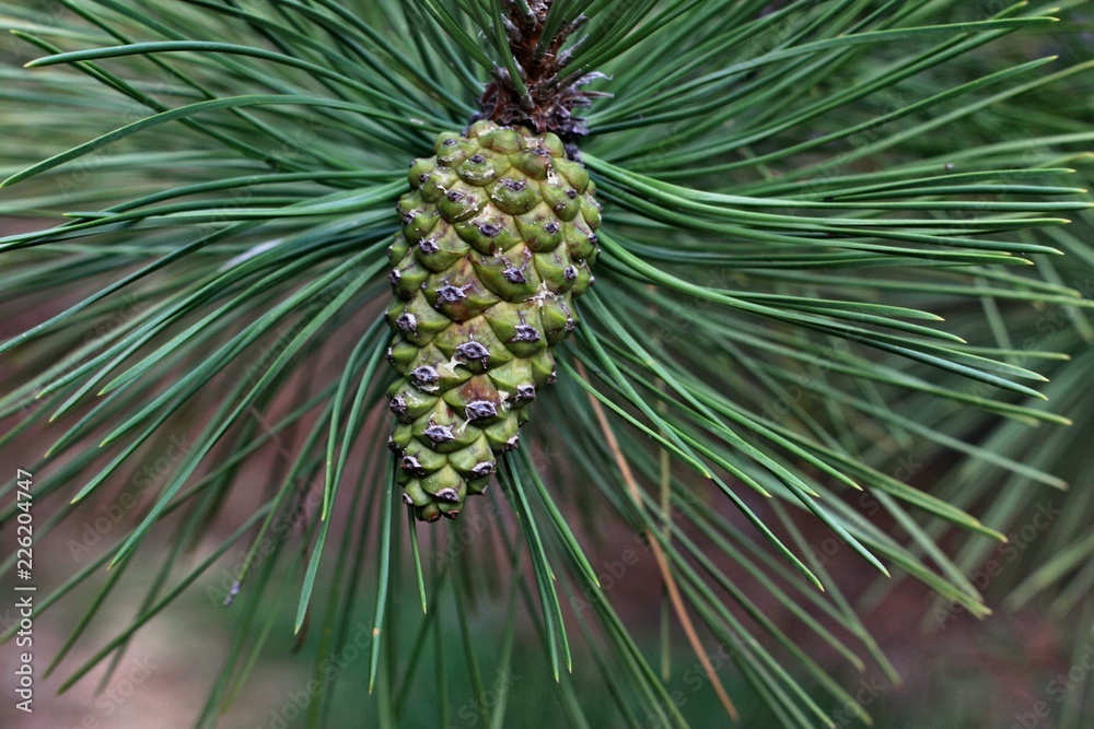 pine branch pine branch