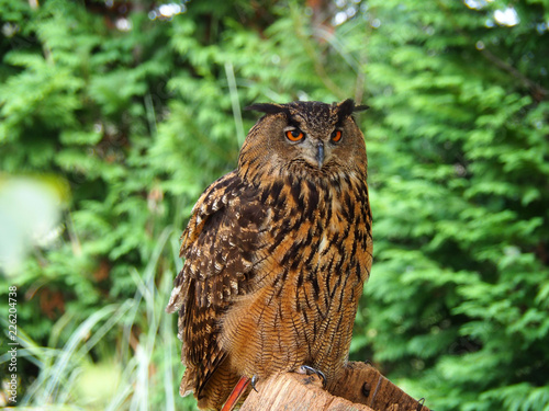 View of a owl in the forest