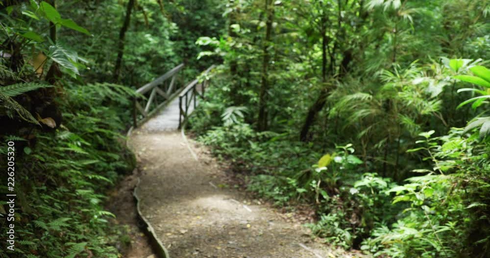 Out of focus shot of footpath in lush rainforest leading to bridge Out of focus shot of footpath in lush rainforest leading to bridge