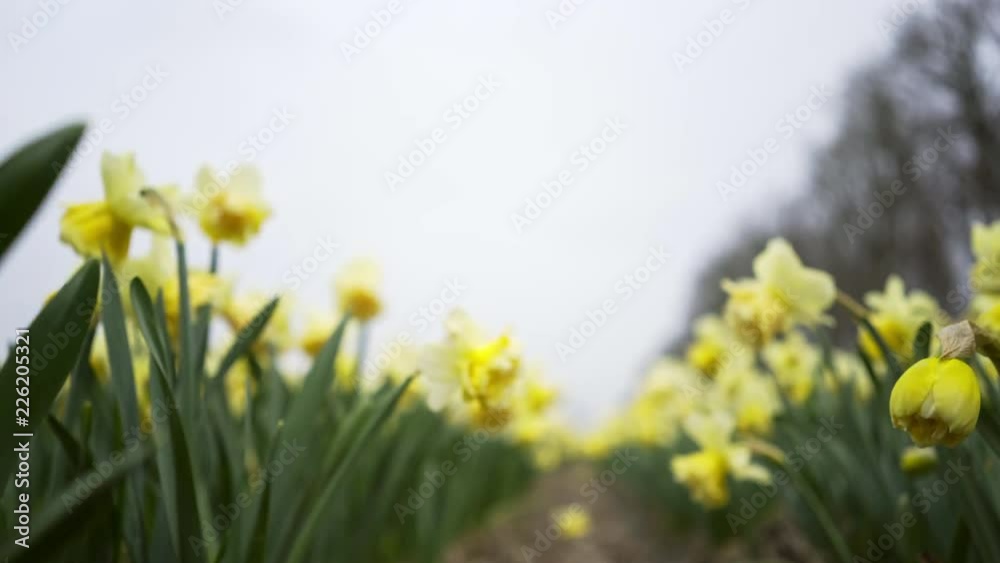 Bottom up view walking between flowers. Close-up view rows blooming daffodils. Holland, Netherlands