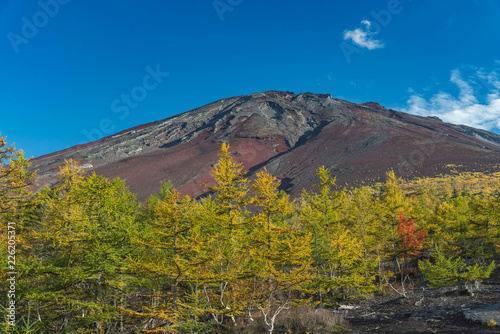 Mt.Fuji's peak with blue sky and pine trees in early autumn near viewpoint Fuji 5th station