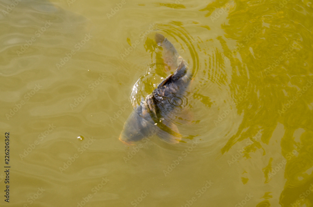 Karpfen im schlammigen dreckigen Karpfenteich teich abfischen Stock