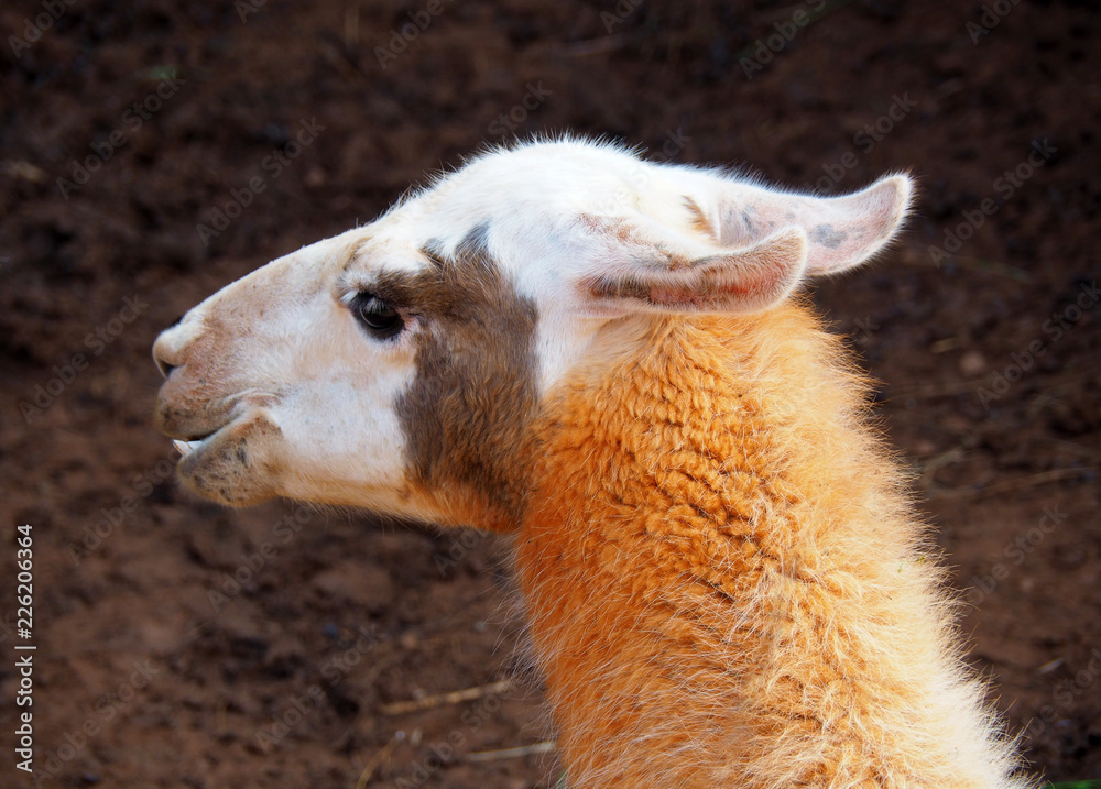 Obraz premium View of a Llama (Lama glama) in the nature