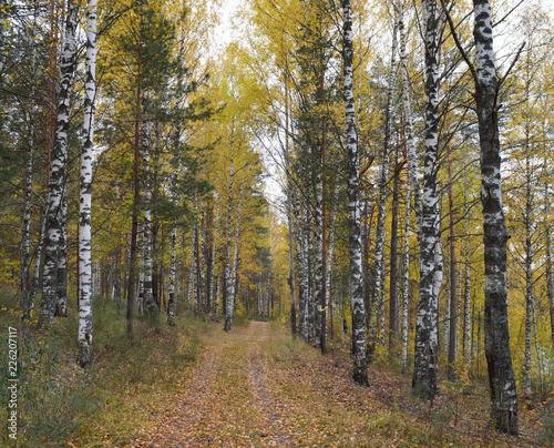 the road in the autumn forest among birches for outdoor walks