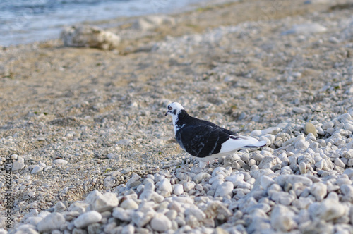 bird on the beach