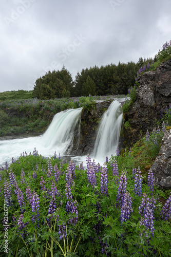 Wasserfall und Lupinen in Island