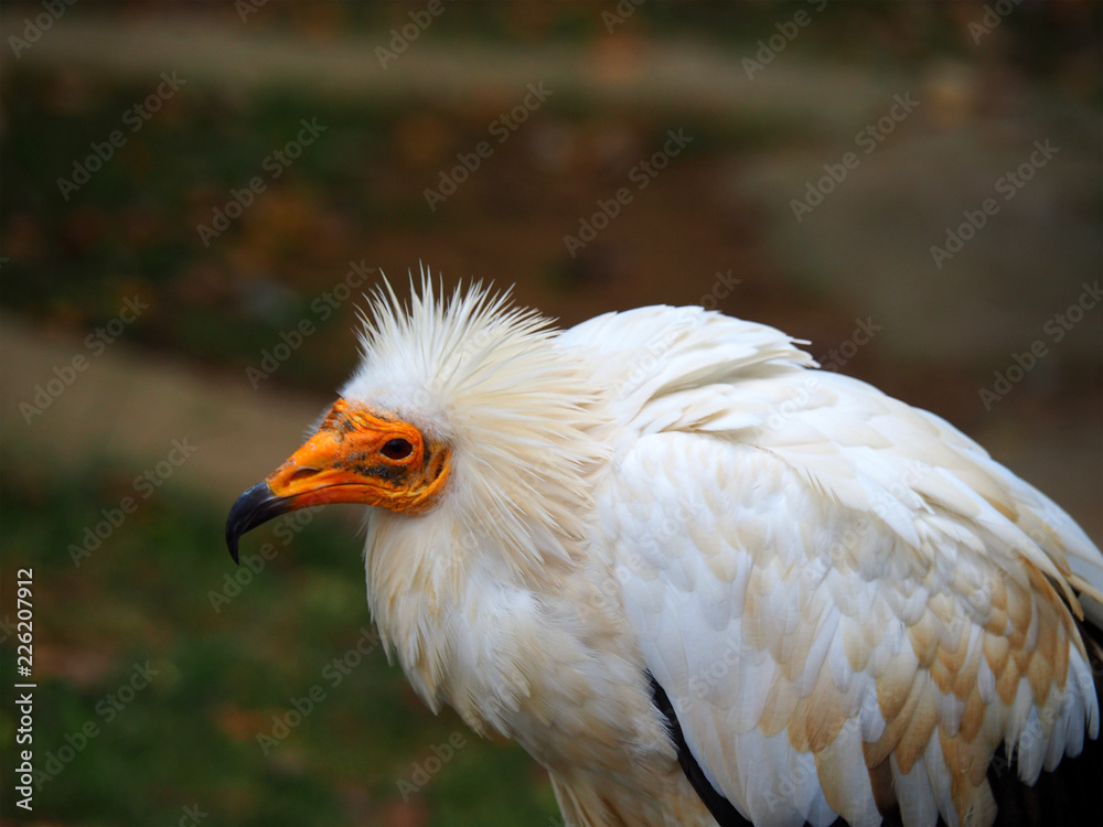 View of a egyptian vulture (Neophron percnopterus) View of a egyptian vulture (Neophron percnopterus)