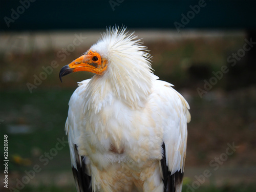 View of a egyptian vulture  Neophron percnopterus 