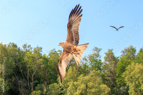 Eagle in flight
