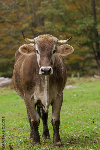 Pedigree Alpina cow