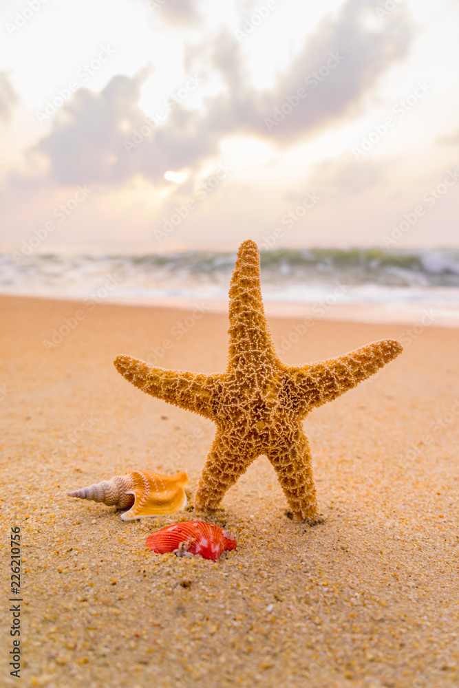 seashells on seashore in tropical beach - summer holiday seashells on seashore in tropical beach - summer holiday
