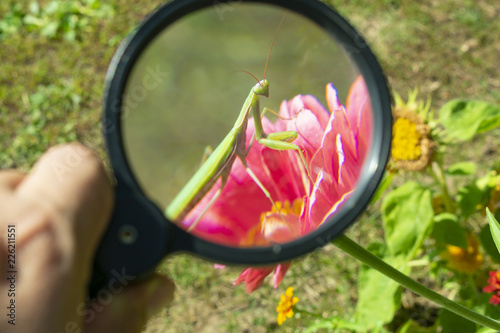 treat an insect mantis on a red flower through a magnifying glass in hand