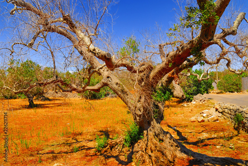 Ancient olive trees of Salento, Apulia, southern Italy