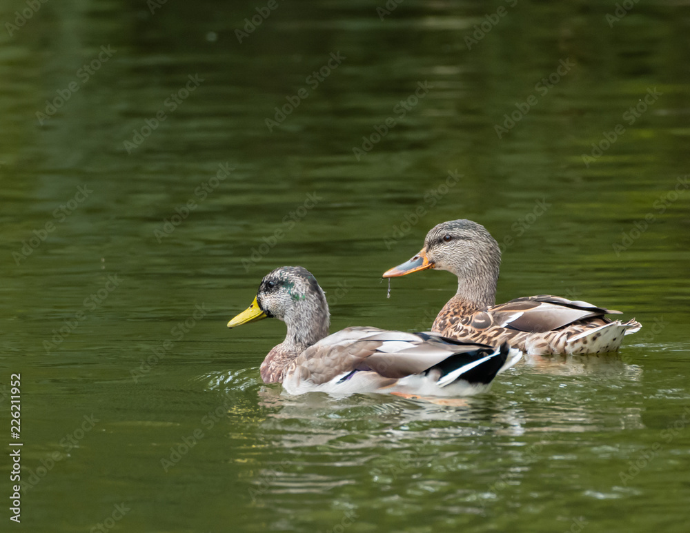 Male and Female Ducks Swimming Male and Female Ducks Swimming