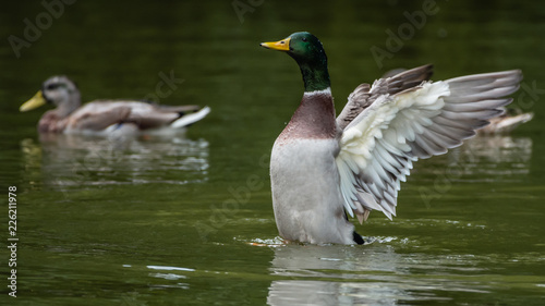 Mallard Duck Flapping Wings