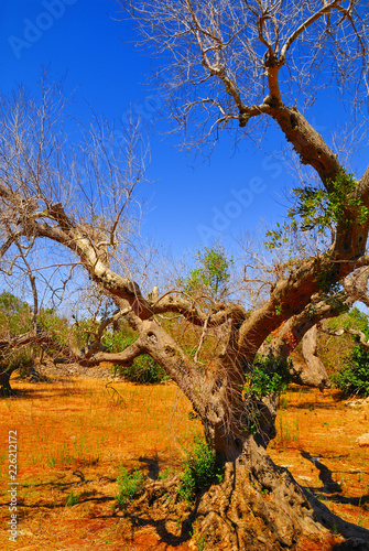 Ancient olive trees of Salento  Apulia  southern Italy