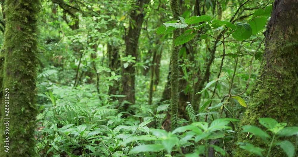 Defocused shot of dense rainforest with moss covered trees in Costa Rica Defocused shot of dense rainforest with moss covered trees in Costa Rica