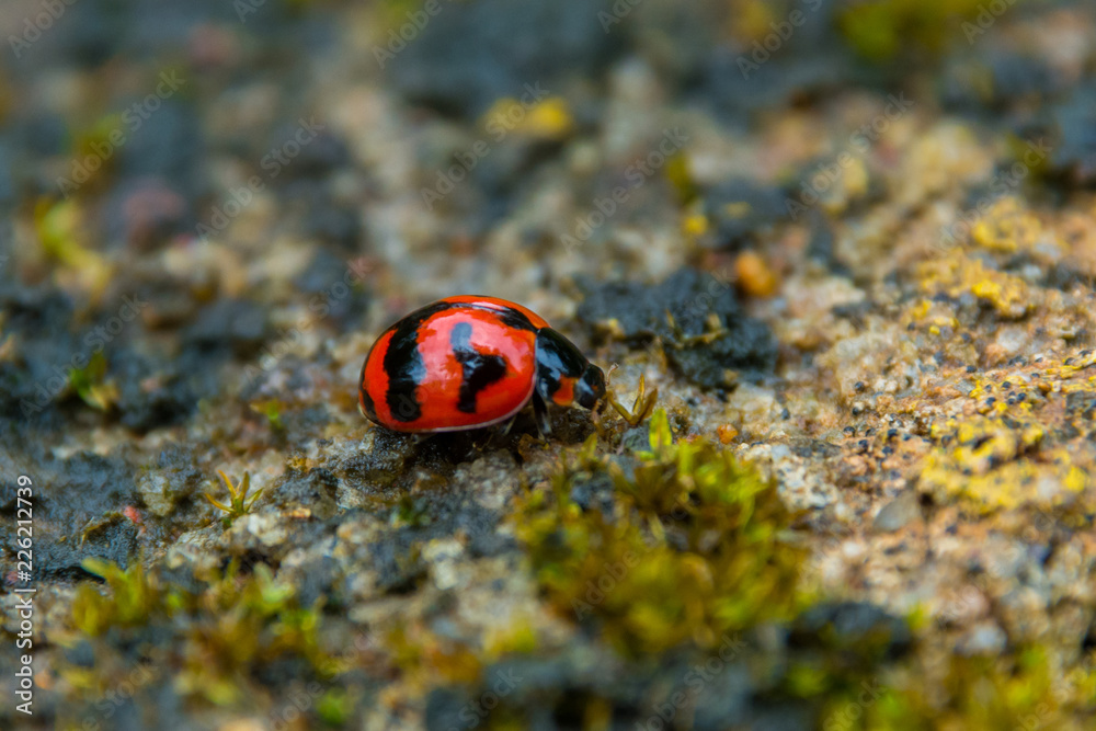 Fototapeta premium Ladybug