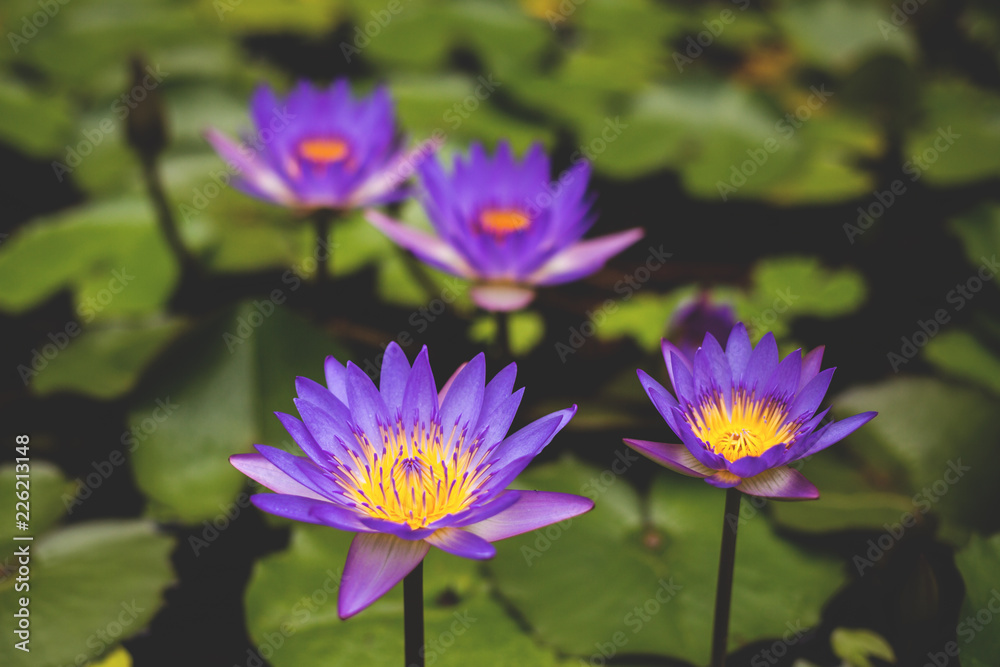 Image of Nymphaea in the pond. Beautiful violet water lily or blue lotus background. Details and colors Image of Nymphaea in the pond. Beautiful violet water lily or blue lotus background. Details and colors