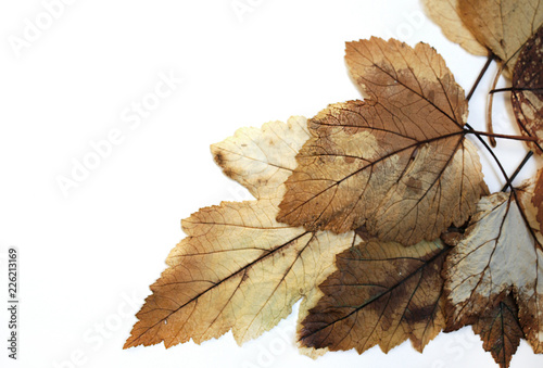 Autumn leaves brown. Fallen old leaves. Herbarium white background.