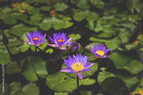 Image of Nymphaea in the pond. beautiful violet water lily background. Details and colors