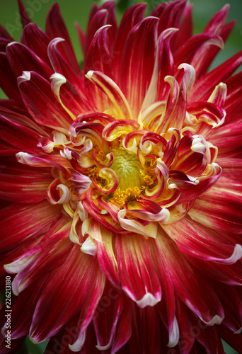 Fototapeta Naklejka Na Ścianę i Meble -  Closeup of a beautiful Dahlia flower - warm autumn color space 