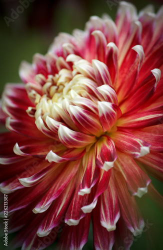 Closeup of a beautiful Dahlia flower - warm autumn color space 