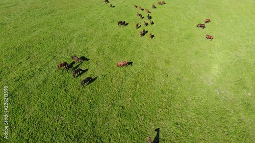 Grazing horses on the field. Shooting horses from quadrocopter. Pasture for horses photo