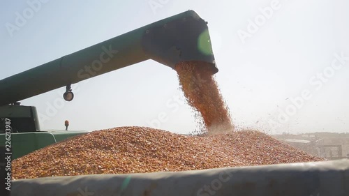 Harvesting corn. loading grain into the machine