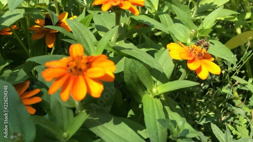 Wallpaper Mural Honey bee eating nectar from zinnia angustifolia flower Torontodigital.ca