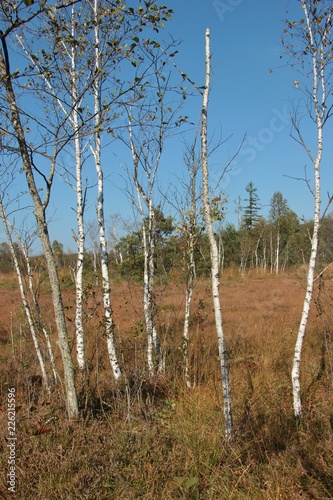 Birch trees and heath in the Ibm Moorland in Upper Austria, in early autumn. The Ibmer Moor is an European nature reserve. Central Europe. photo