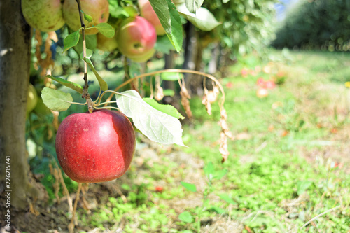Apple plantation in autumn - Braeburn and Idared apples 