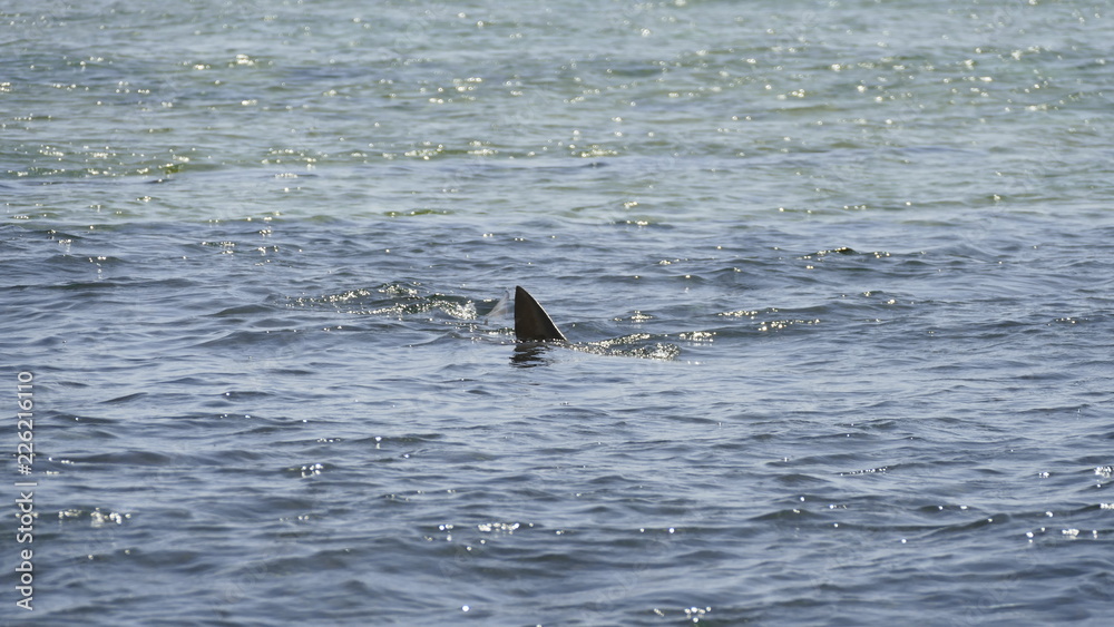 Fototapeta premium Sharks swimming in the Shark Bay, Sal