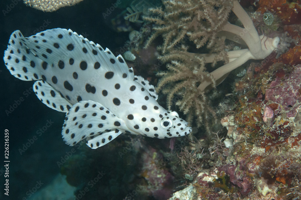 A juvenile Barramundi grouper, Cromileptes altivelis, swimming among corals of Bali, Indonesia A juvenile Barramundi grouper, Cromileptes altivelis, swimming among corals of Bali, Indonesia