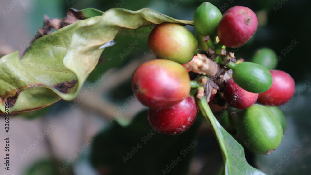 Obraz premium cafe colombiano