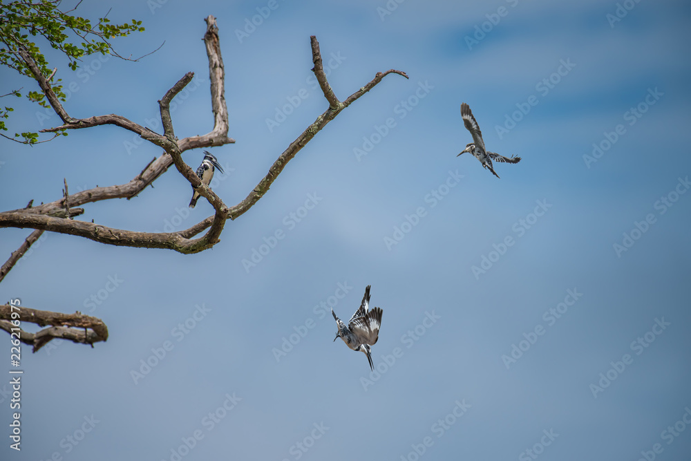 The pied kingfisher (Ceryle rudis) sitting on tree and blue sky. The pied kingfisher (Ceryle rudis) sitting on tree and blue sky.