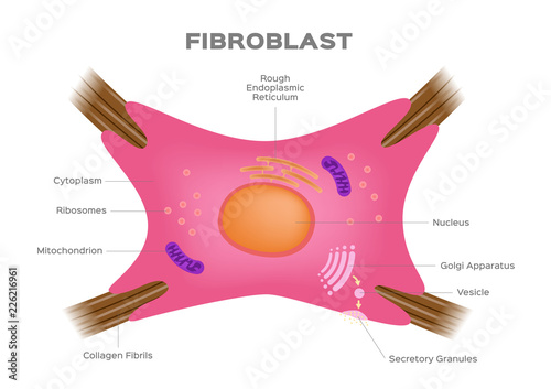 Fibroblast / a dermis cell vector . human organ and anatomy concept / collagen photo
