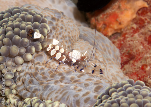 Peacock-tail anemone commensal shrimp ( Periclimenes brevicarpalis ) among  anemone tentacles, Bali. Indonesia