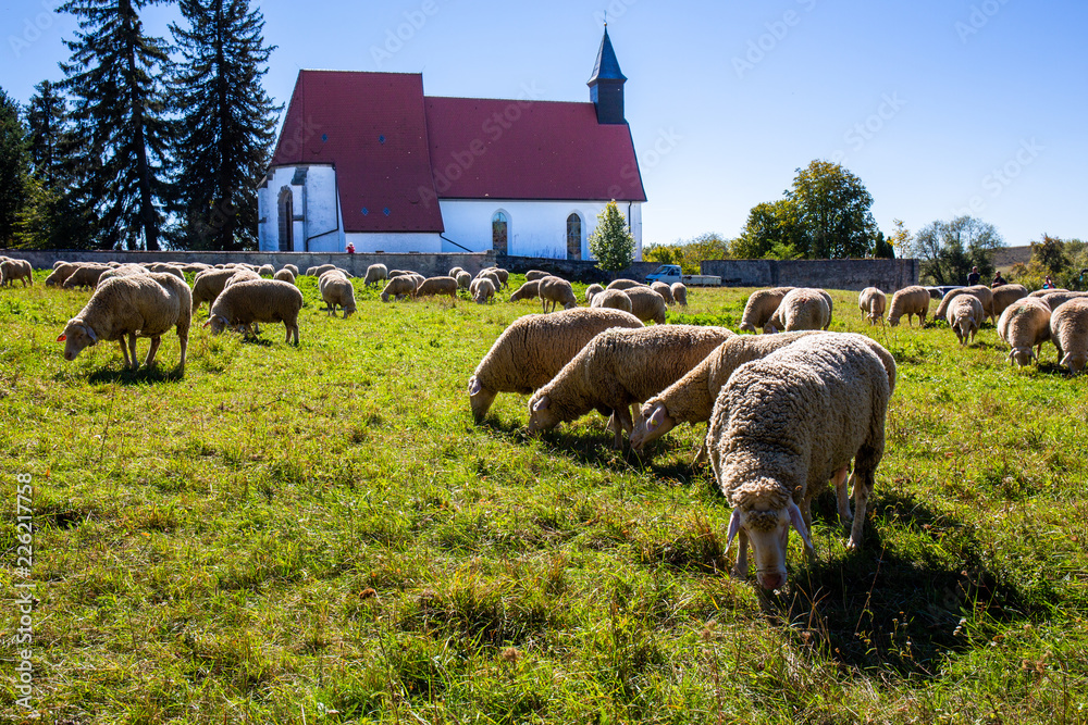 Fototapeta premium Stado owiec przed kościołem Gruorn w rezerwacie biosfery Münsingen na Jurze Szwabskiej