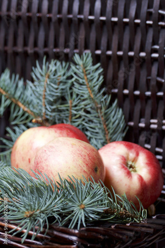 Branches of blue spruce and ripe fragrant apples. Against the background of a wicker vine.