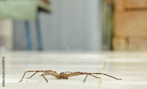 common huntsman spider crawling on home tile floor