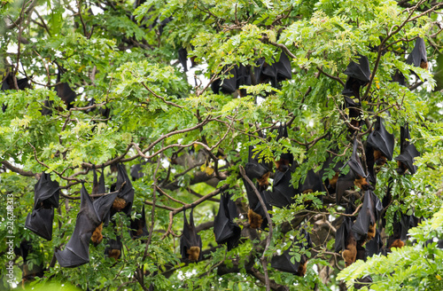 Bats lying on the tree 